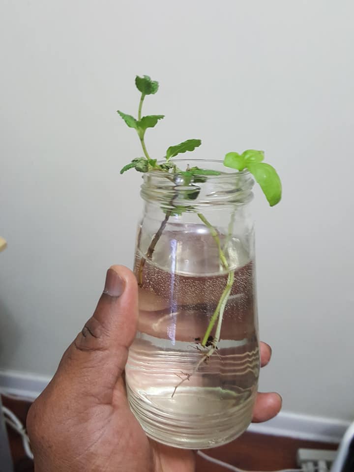 Mint & Basil Rooting In a Glass Bottle